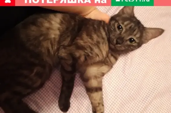 Найдена кошка на Автомобилистов 7а в Ульяновске