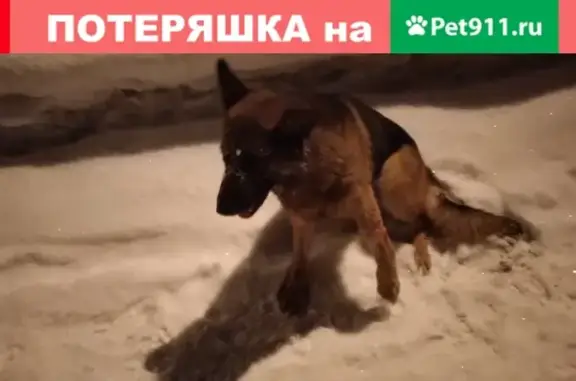Найдена собака на улице Революции, нужна помощь!