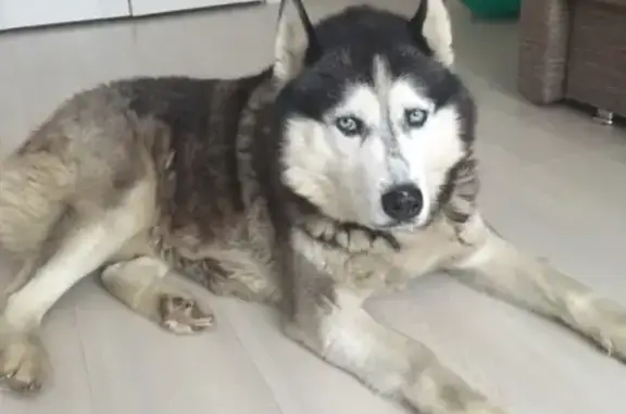 Пропала собака на Бигичева 4 с зелёным ошейником