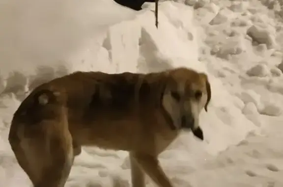 Собака с ошейником в ЖК Волжская гавань, Казань