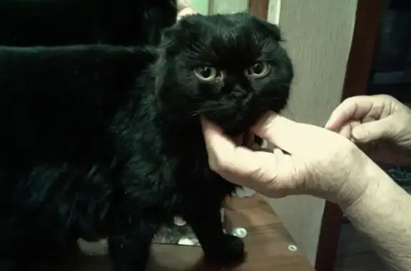 Найдена шотландская кошка в Волгодонске, ищут хозяев!