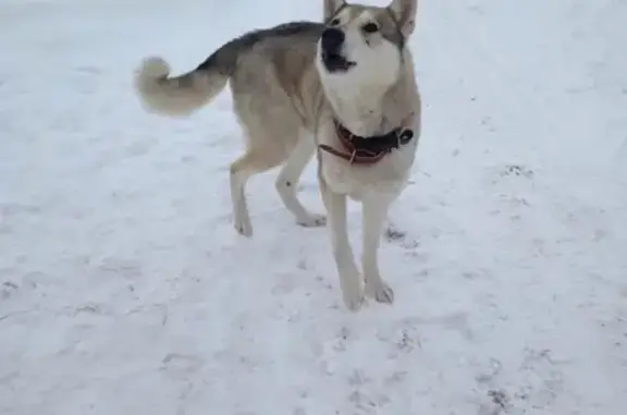Потерянная собака в Каменске-Уральском, Россия