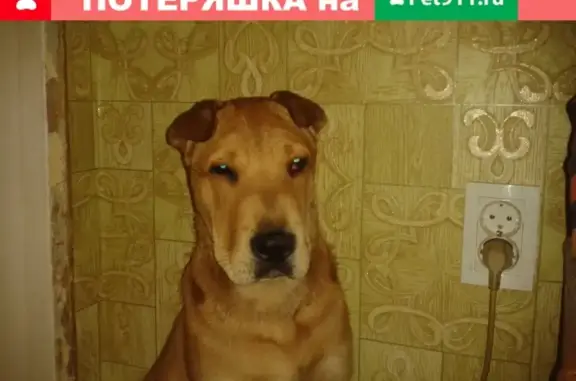 Пропала собака в Ялте, ул. Дзержинского, 28 - Борис, метис шарпея с ротвейлером.