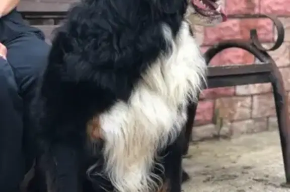 Собаки потеряшки, Сиземское, фото: Потеряшка собака АРМИ в деревне Якунина Гора!