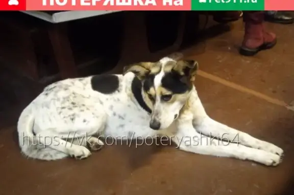 Найдена собака без ошейника в Саратове