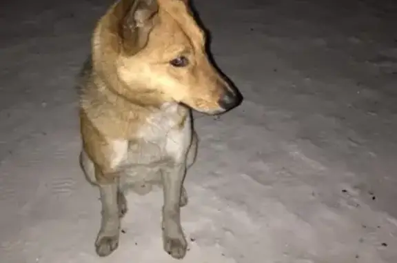 Найден домашний пес на ул. Крылова, 77