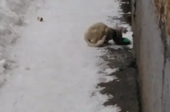 Найдена белая кошка с ошейником в Новокузнецке