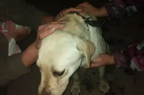 Найдена белая собака с ошейником в Лабинске