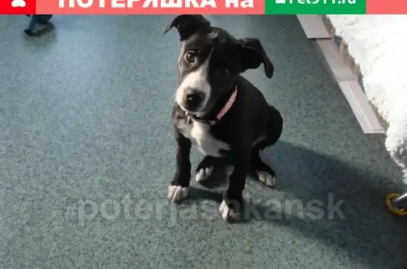 Найден щенок в Ленинском районе, ищем хозяина