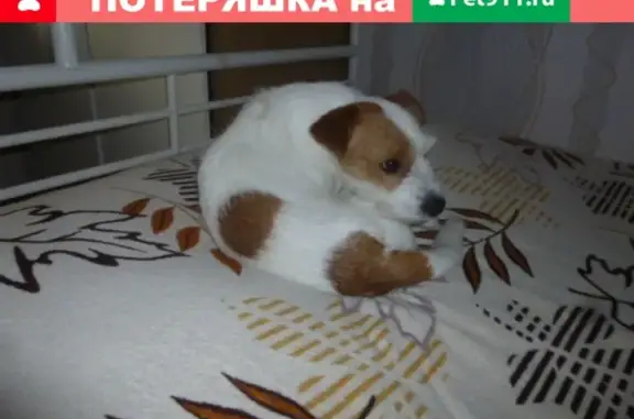 Пропала собака Джастин в Кубинке, Московская область