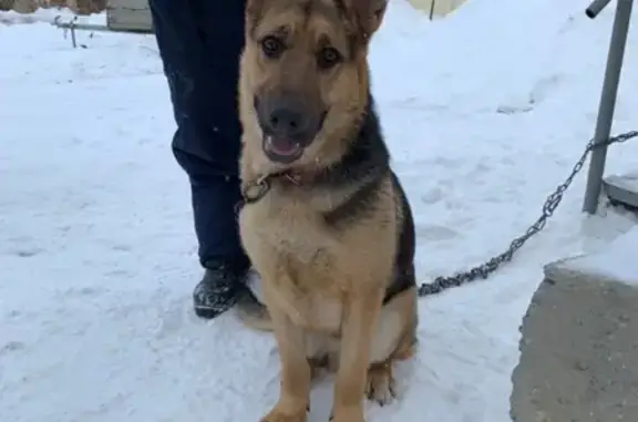 Найден пёс на городском пляже в Сызрани