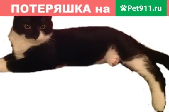 Пропала кошка: помогите найти в Тосно (ул. Советская 12)