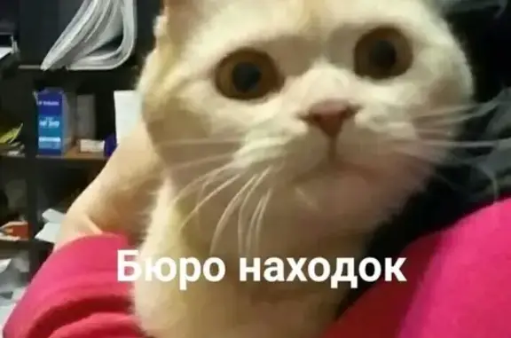 Найден кот на Советской Полярной