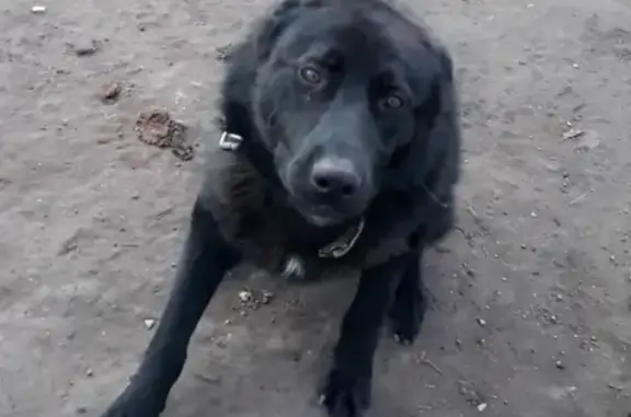 Объявления о пропавших и найденных животных, Забугоровка, фото: Пропала собака в Забугоровке, Татарстан