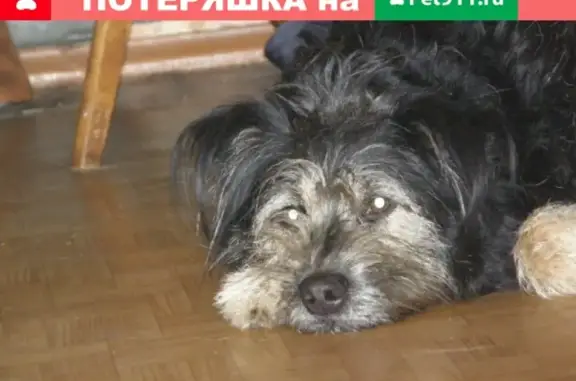 Пропала собака Буч в районе Вельгии, Новгородская область #Потеряшка_найденыш