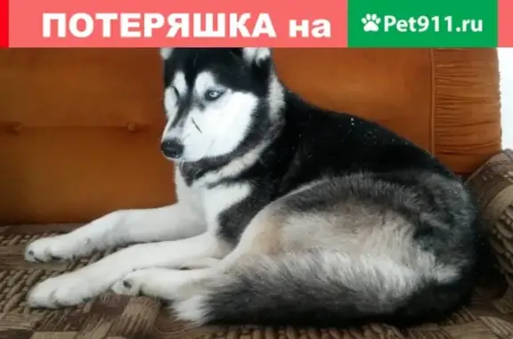 Найдена собака в Новоглаголево: мальчик хаски с арлекин глазами и салатовым ошейником.