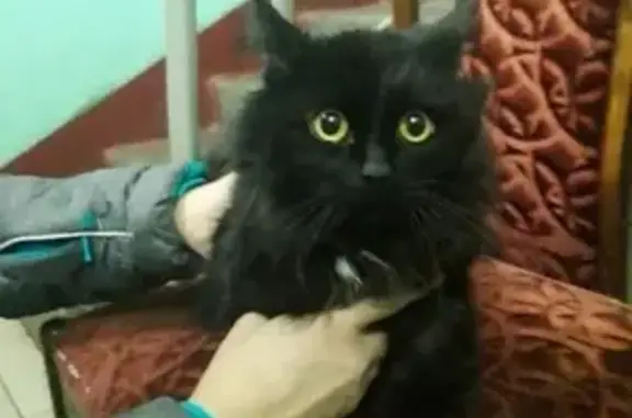 Найден кот с ошейником в Москве