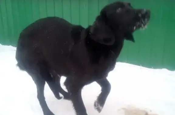 Пропала собака Луна в Новокузнецке