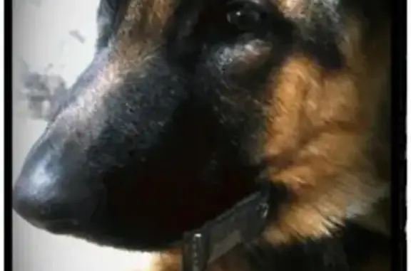 Собаки потеряшки, Стрелка, фото: Потеряшка собака Рекс в поселке Стрелка, Красноярский край