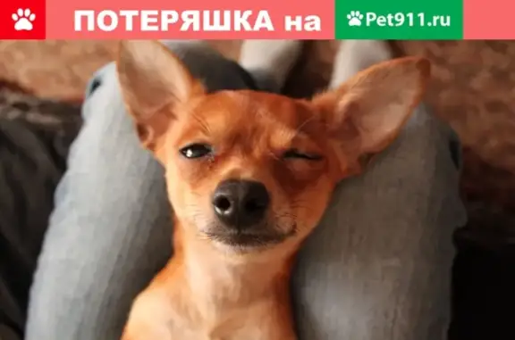 Пропала собака Русский тойтерьер в районе Дачная 51, Архангельск.