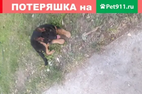 Собаки потеряшки, Астрахань, фото: Потеряшка собака в Астрахани, ул. Школьная, 78