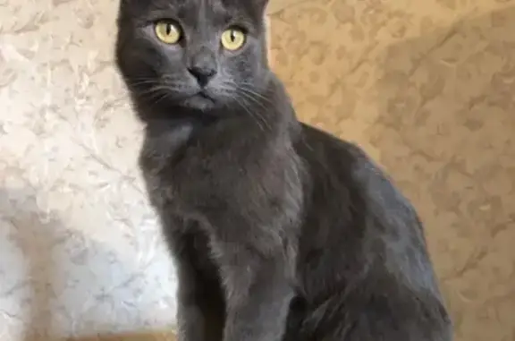 Найден кот похожий на британца в Серпухове