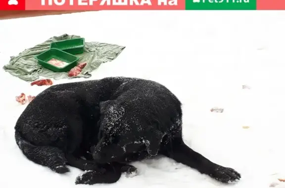 Собака лабрадор найдена у Мякинино, у магазина Ашан.