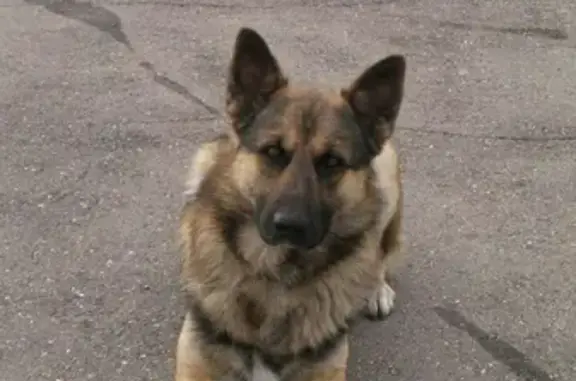 Собаки потеряшки, Ульяновск, фото: Потеряшка собака Ремми, мальчик 3 года, п.Дачный, Ульяновск.