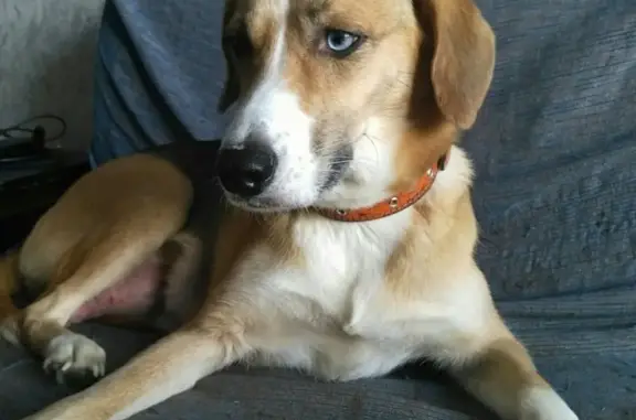 Пропала собака Боня в Тихвинском районе, вознаграждение за информацию.