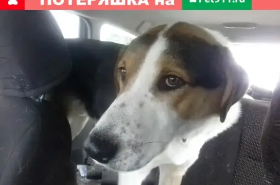 Найден молодой пес РПГ с ранением в Тверской области