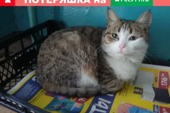 Найдена кошка на ул. К. Маркса в Уфе