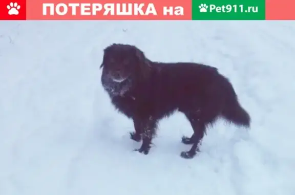 Найден пес в Комсомольской роще, ищем хозяина!