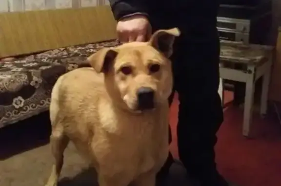 Собака найдена в Панковке, ищем хозяина