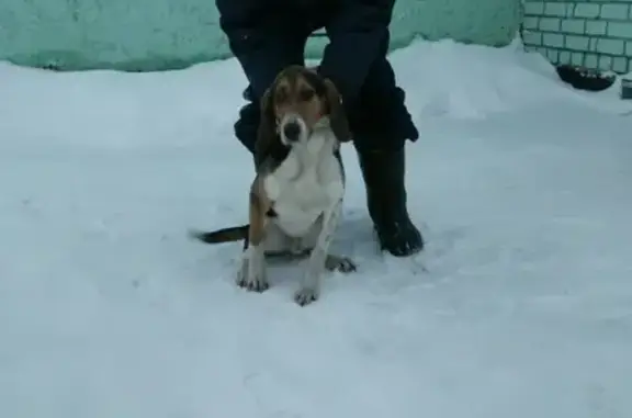 Собаки потеряшки, Липецк, фото: Потеряшка собака в с. Сухая Лубна, нужна помощь!
