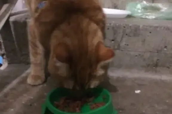 Найден кот с надломленным хвостом на ул. Муравленко, ищем хозяина!