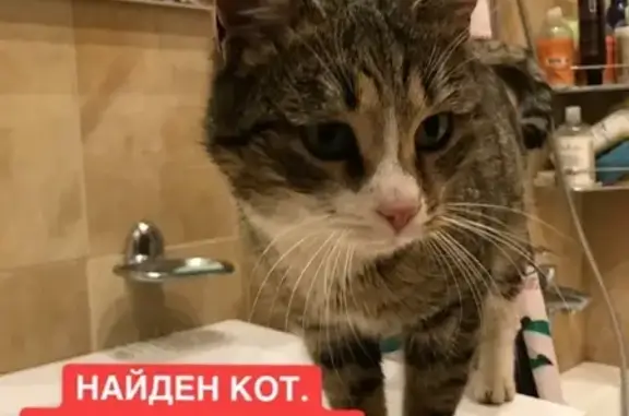 Найден кот на Малой Грузинской, Москва