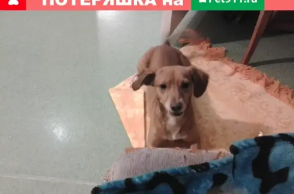 Пропала собака на улице Фучика в Казани