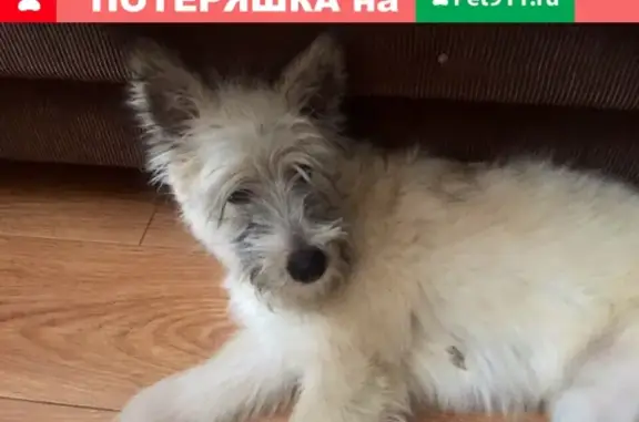 Найдена собака в Уфе, улица Калинина