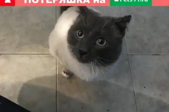 Найдена кошка на ул. Югорская 1