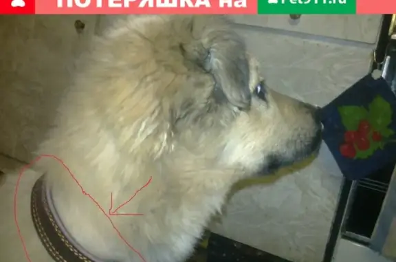 Пропала собака на ул. Левченко, Казань, вознаграждение.