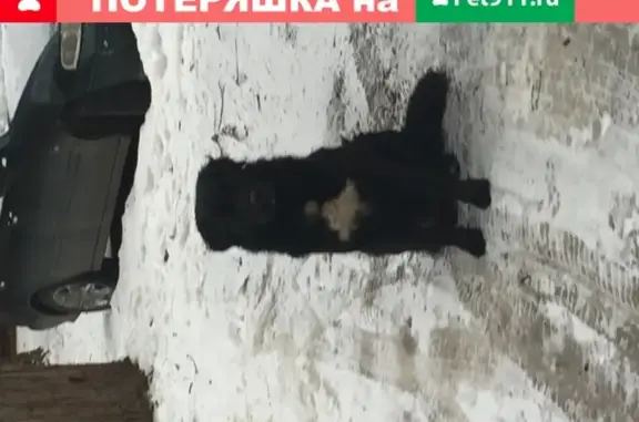Найдена собака на улице Клубная 5 в Ростове-на-Дону!