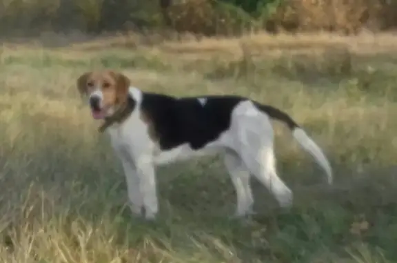 Пропала собака Лейла в Павловске