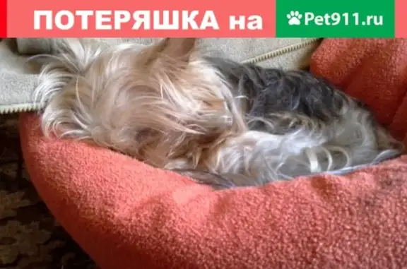 Пропала собака Чапа в Пушкинском районе, Санкт-Петербург