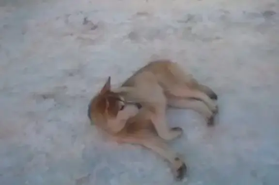 Потеряна девочка-собака на Приморском проспекте