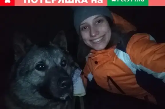 Пропала собака Гунар в районе Мирного, Омутнинск