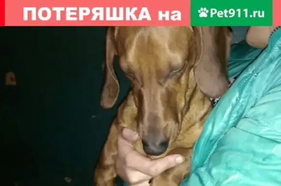 Найдена собака в районе Скобянка, звоните!