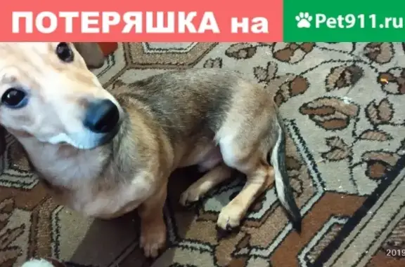 Найдена собака в районе Боровецкого родника