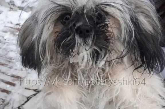 Найдена собака в Заводском районе Саратова!