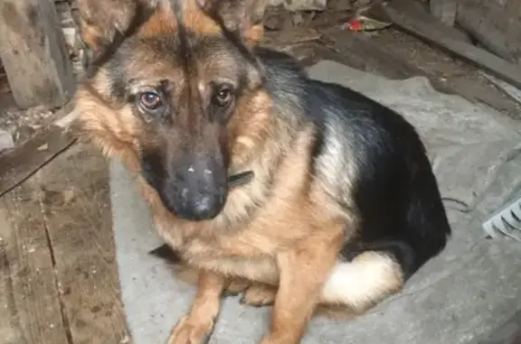 Найдена собака в п. Максатиха, дом 27 декабря.
