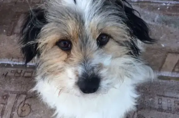 Пропала собака Жуля в Тюмени